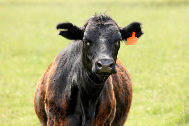 istock A black Angus cow in a pasture. 1356707231
