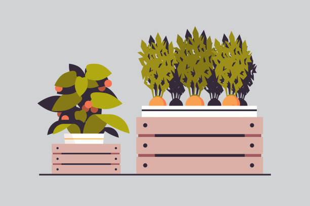 ilustrações, clipart, desenhos animados e ícones de tomates em vasos e cenoura em caixas de madeira plantando conceito de jardim botânico estufa - vector berry root leaf