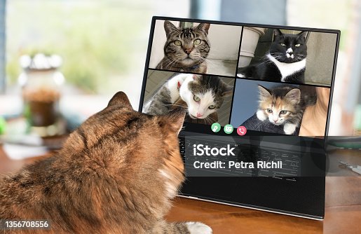 istock Back view of cat talking to cat friends in video conference. 1356708556