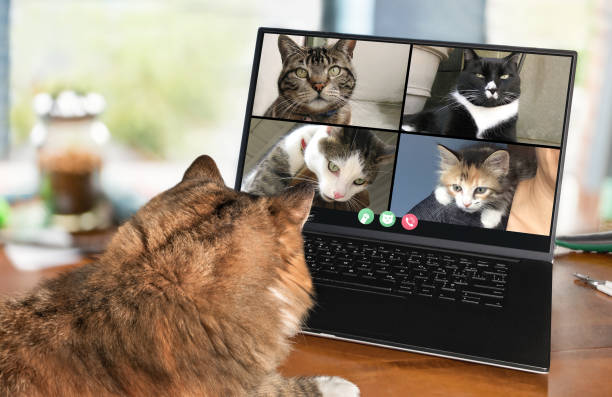 Back view of cat talking to cat friends in video conference. Group cats having an online meeting in video call using a laptop. Focus on cats, blurred background. group of animals photos stock pictures, royalty-free photos & images