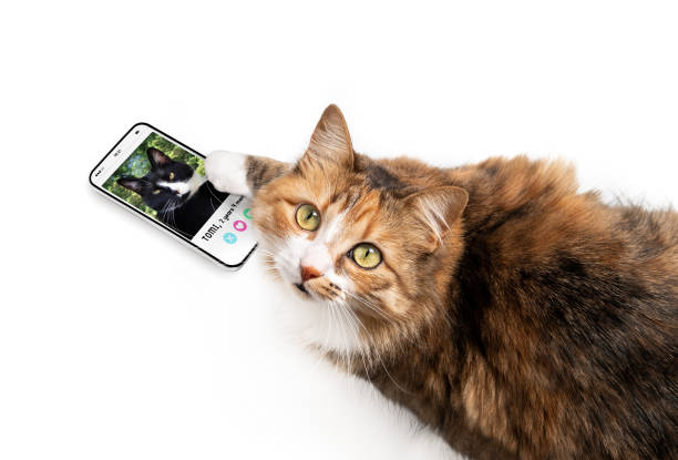 istock Cat using online dating app on mobile phone. 1356708578