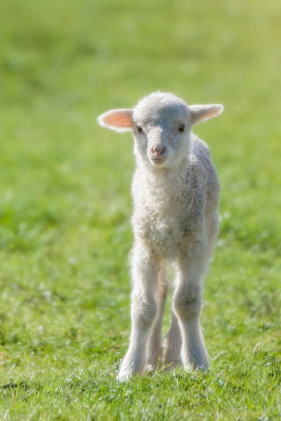 istock Baby Merino Sheep out in the paddock 1356709983