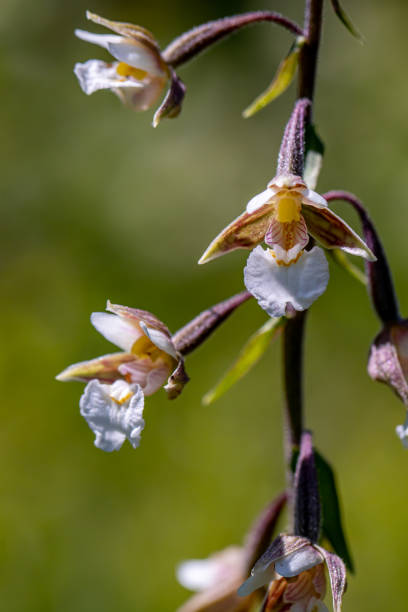 flowers captured in Bohinj valley Slovenia