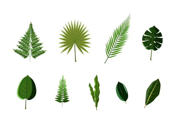 Vector illustration of Green Leaf Set Vector Illustration