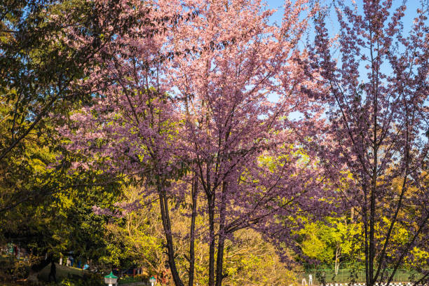istock cherry blossom tree with bright blue sky at afternoon from different angles 1356714414
