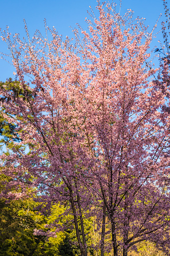 cherry blossom tree with bright blue sky at afternoon from different angles image is taken at shillong meghalaya india.