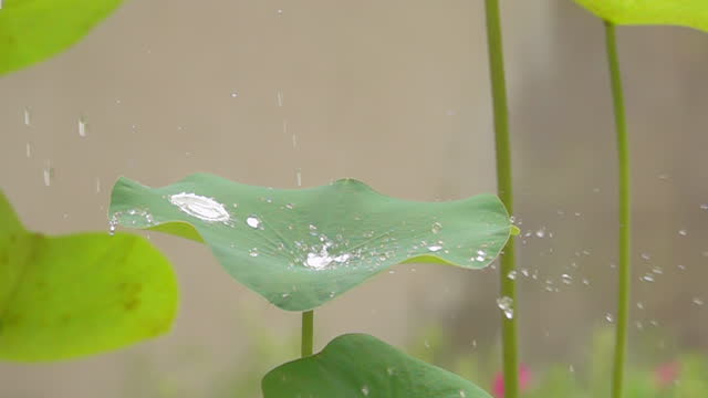 Water Drops On Lotus Leaf Slow Motion
