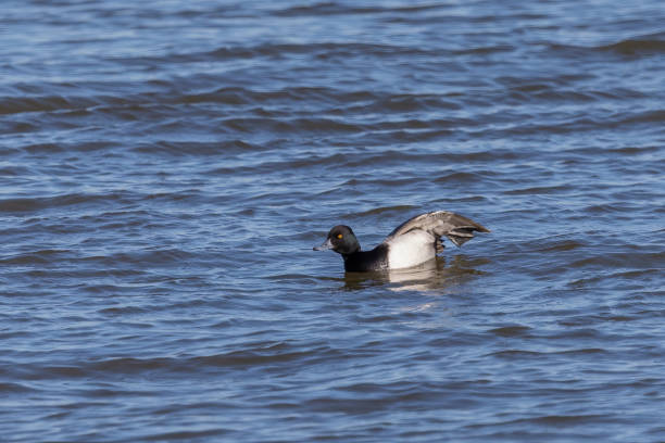 Greater Scaup (Aythya marila) at Lake Michigan Natural scene from Lake Michigan greater scaup stock pictures, royalty-free photos & images