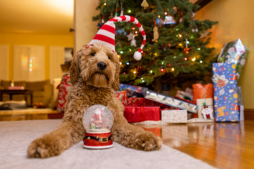 High quality stock photos of a Goldendoodle dog with a Christmas tree and Santa snow globe.