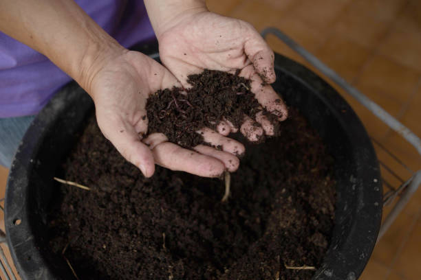 istock two hand holding earthworms raised for fertilizing 1356719258