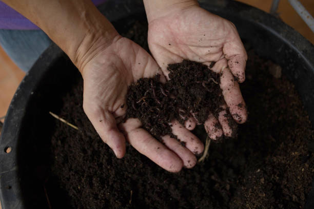 istock two hand holding earthworms raised for fertilizing 1356719284