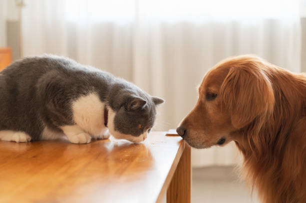 istock British Shorthair and Golden Retriever 1356720457