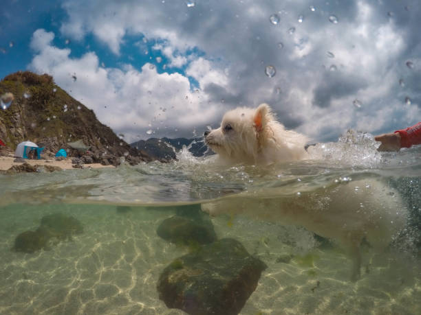 istock Swimming puppy 1356720673