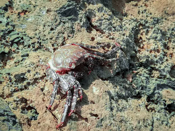 Photo of Large dead crab closeup
