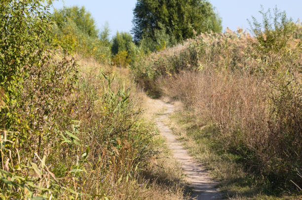istock Pathway between vegetation and trees landscape view of it 1356721589