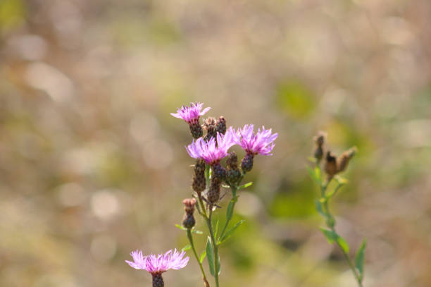 Spotted knapweed in bloom close-up view with blurred background