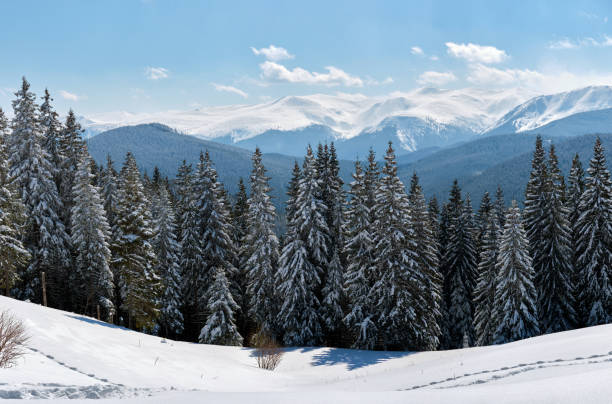 istock Pine trees covered with fresh fallen snow in winter mountain forest on cold bright day. 1356722449