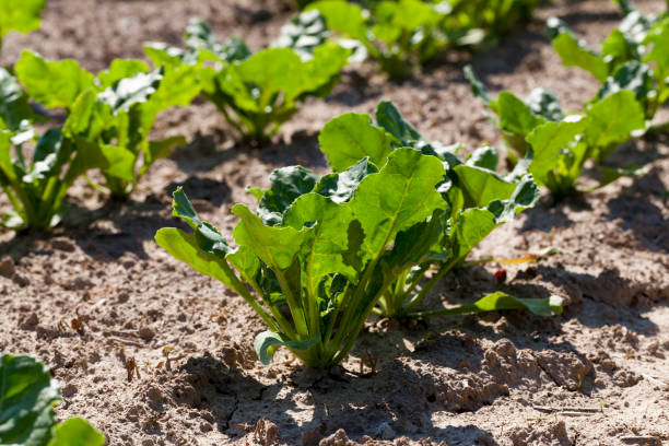 istock cultivation of sugar beet for the production 1356723684
