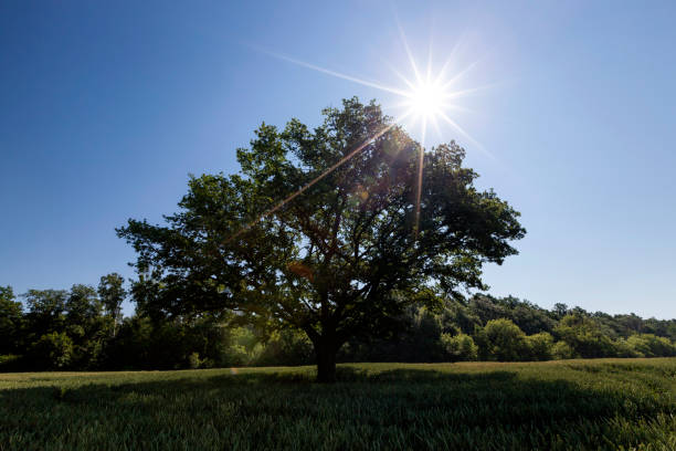 istock oak with green foliage in a field with green wheat 1356723745