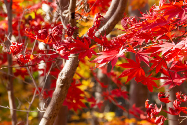 istock Maple leaves that turned bright red in the woods 1356724209