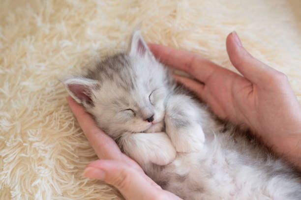 istock Adorable small kitten sleeping in female hands 1356724962