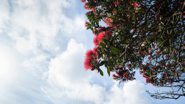 pohutukawa-bäume in voller blüte, neuseeländischer weihnachtsbaum. - pohutukawa tree christmas new zealand beach stock-fotos und bilder