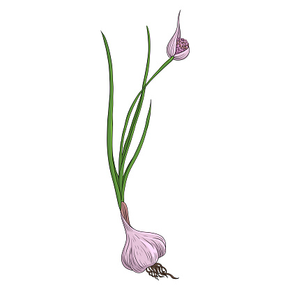 vector drawing garlic plant