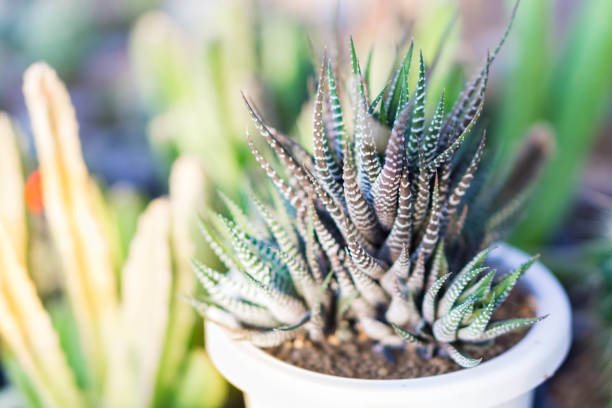 istock Closeup zebra plant in pot with light, selective focus 1356728008