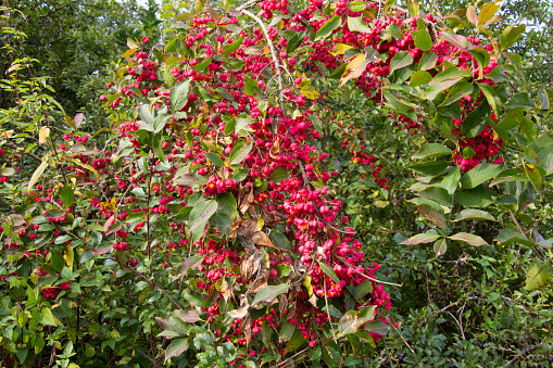 Bright unique pink flowers with fruits of a spindle bush, also called Euonymus europaeus or european spindle tree