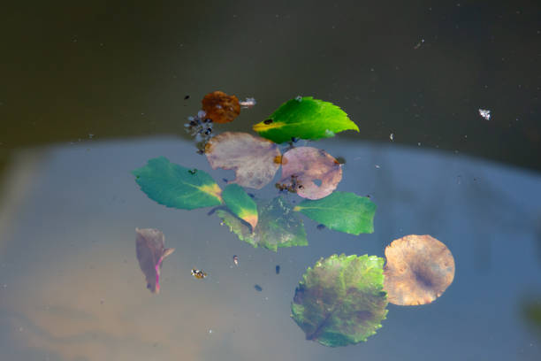 istock Leaves and Mosquitoes floating on the water 1356728996