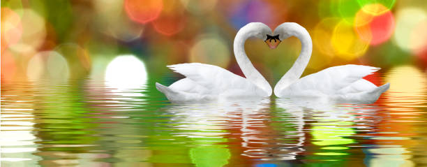 istock Two swans form a heart shape with their necks. 1356730059
