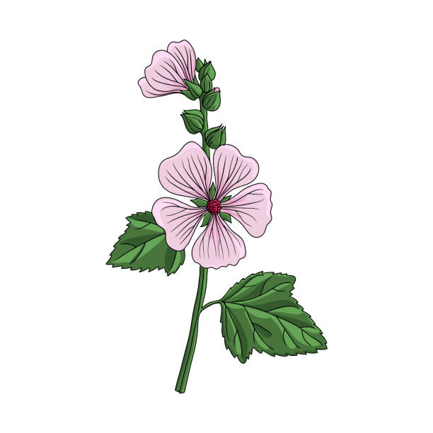vector drawing Marsh-mallow vector drawing Marsh-mallow at white background, Althaea officinalis, hand drawn illustration malva stock illustrations