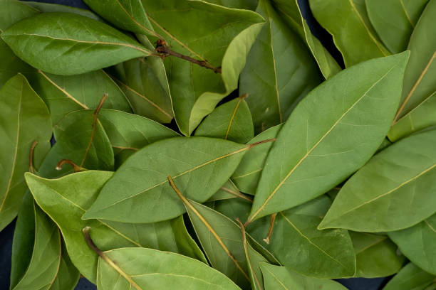 istock A green bay leaf in the background fills the frame. 1356733742