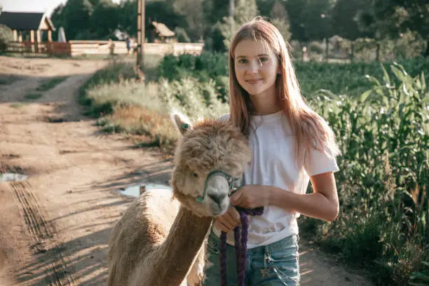 Portrait of teenage girl of 12-15 years old with long hair dressed in white cottonand jeans to which young alpaca is clinging trustfully. Agrotourism. Beautiful animals. Children's holidays.