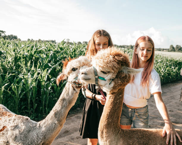 las novias adolescentes se divierten en la granja de alpacas el día de verano. la vida en la granja. agroturismo. materiales naturales. hermosos animales. vacaciones para niños. vacaciones de verano. amistad. - alpaca fotografías e imágenes de stock