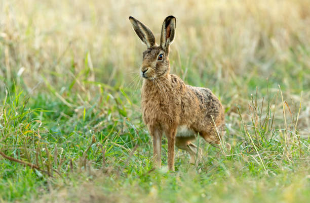 Close up of a large brown hare poised and ready to sprint off stock photo