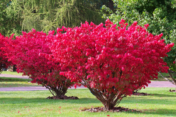 fragment du parc d’automne. - burning bush photos et images de collection