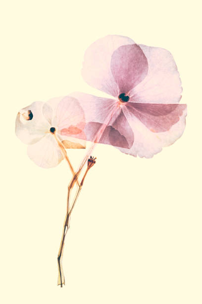 istock Pressed and dried dry flowers hydrangea Isolated on yellow background 1356737496