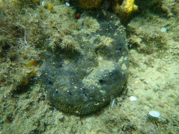 istock Black leather sponge (Sarcotragus spinosulus) undersea, Aegean Sea 1356739556