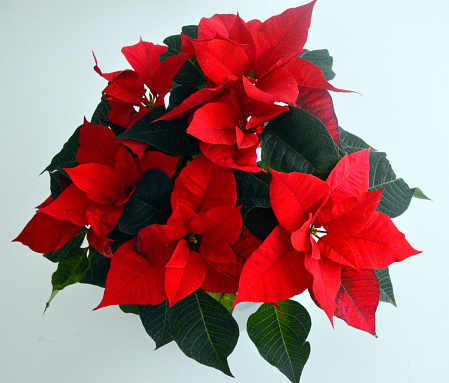Beautiful red poinsettias in December for the Christmas holiday. View from above