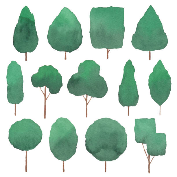 набор для дизайна акварельных деревьев - pinaceae stock illustrations
