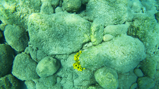 Yellow Tube Sponges on Rock at Underwater