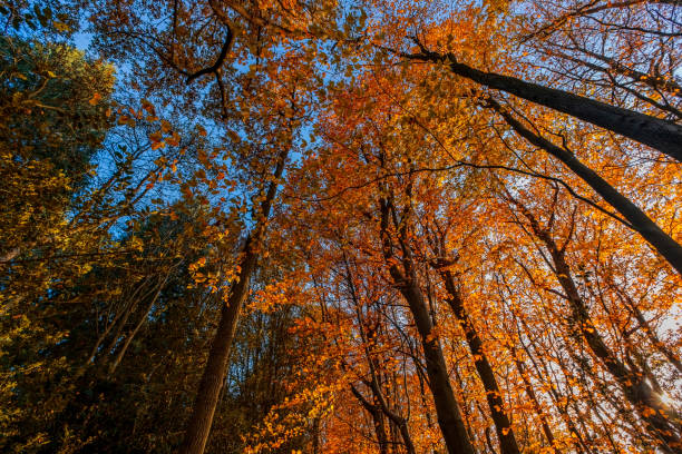 istock walking footpath autumn fall nature outdoors landscape environment beautiful 1356742235