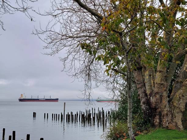 istock Trees on the Columbia River in Fall Fog 1 1356742440