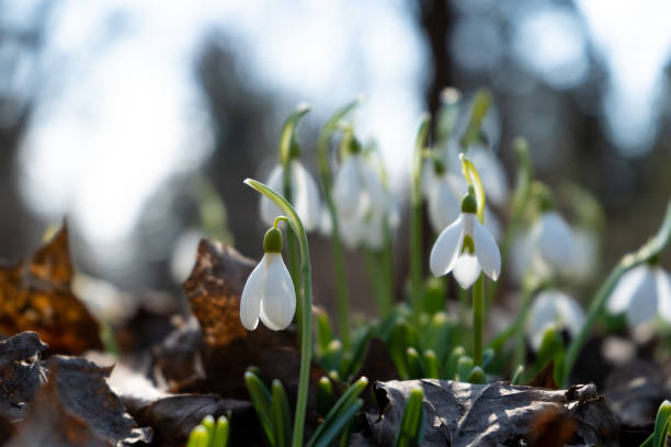 istock Flowers snowdrops in garden, sunlight. First beautiful snowdrops in spring. Common snowdrop blooming. Galanthus nivalis bloom in spring forest. Snowdrops close up 1356743548