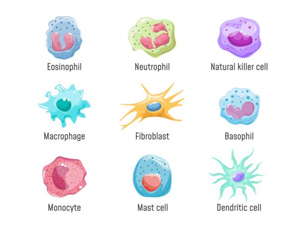 세포 림프구. 면역 체계 인간 해부학, 혈액 세포 또는 백혈구 nk 섬유아세포 대세포 호중구 바소필 및 수지상, 만화 세트 정확한 벡터 일러스트 - macrophage human immune system cell biology stock illustrations