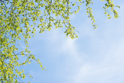 powerful strong branches of a young birch hanging on the blue background of the sky above and to the left