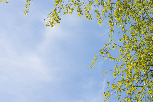 powerful strong branches of a young birch hanging on the blue background of the sky above and to the left