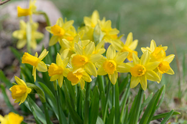 istock daffodil flowers on a flower bed in early spring 1356744887
