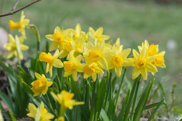istock daffodil flowers on a flower bed in early spring 1356745061